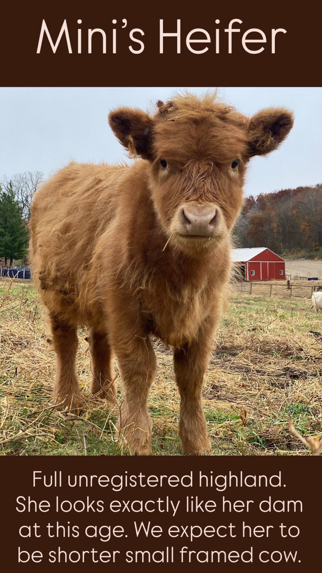 Mini's Heifer - (RESERVED)