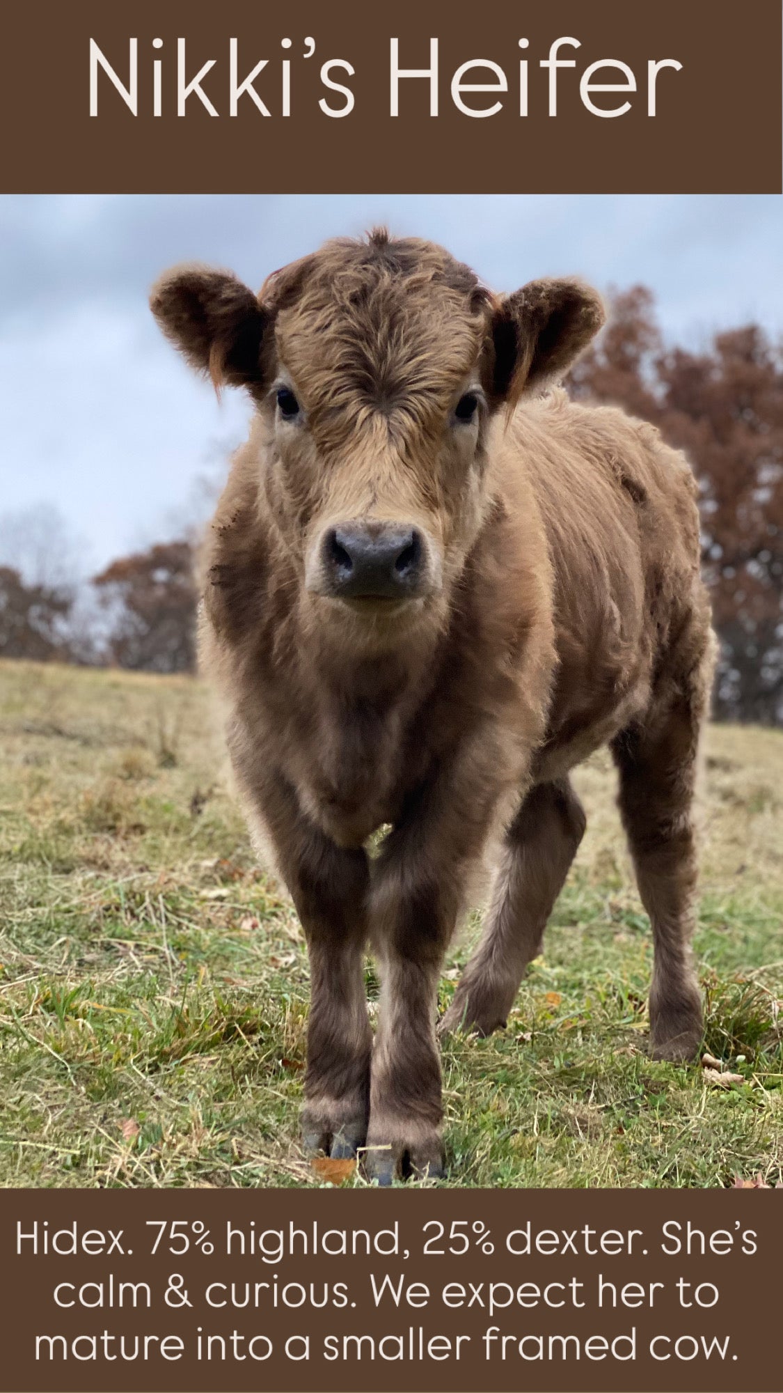 Nikki's Heifer - $3000
