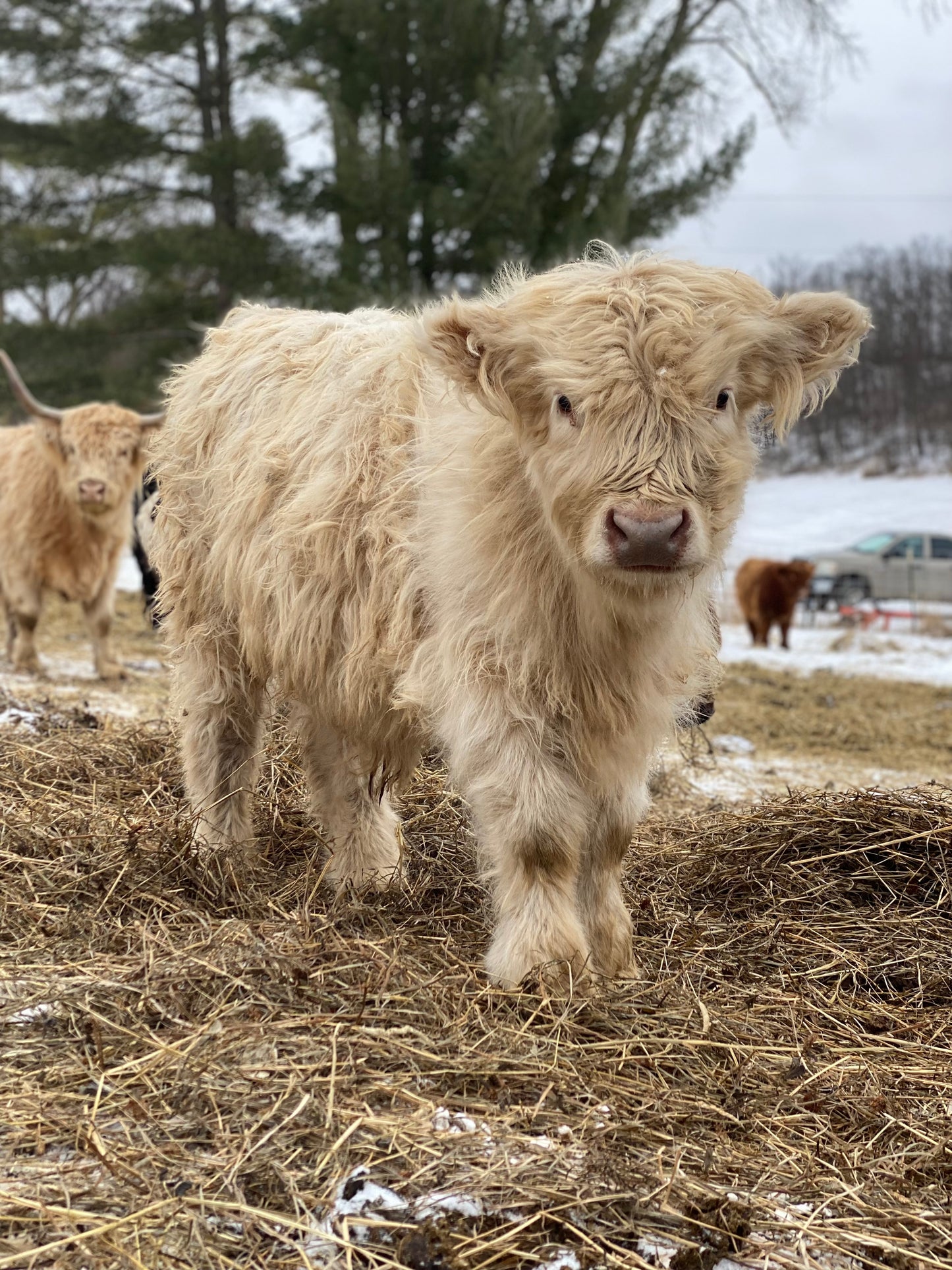 Unregistered Bull Calves