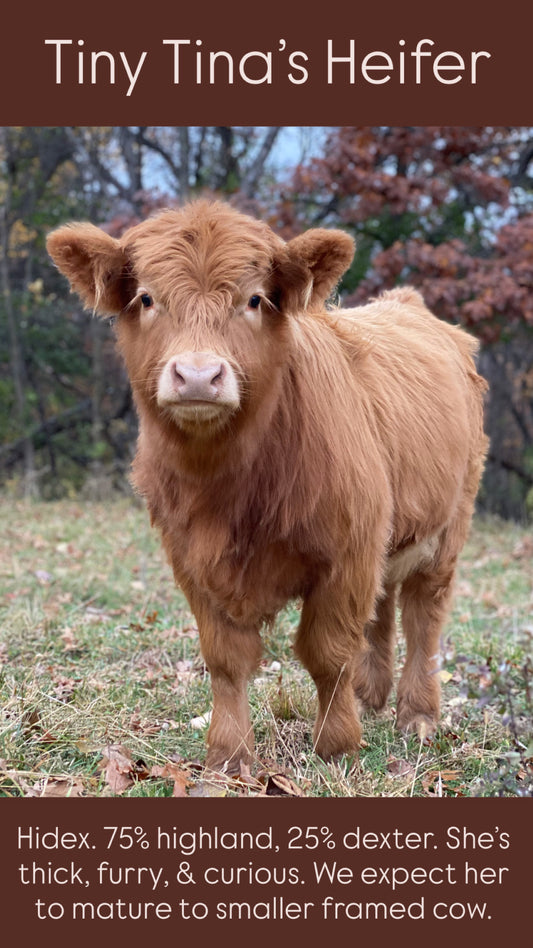 Tiny Tina's Heifer (RESERVED)