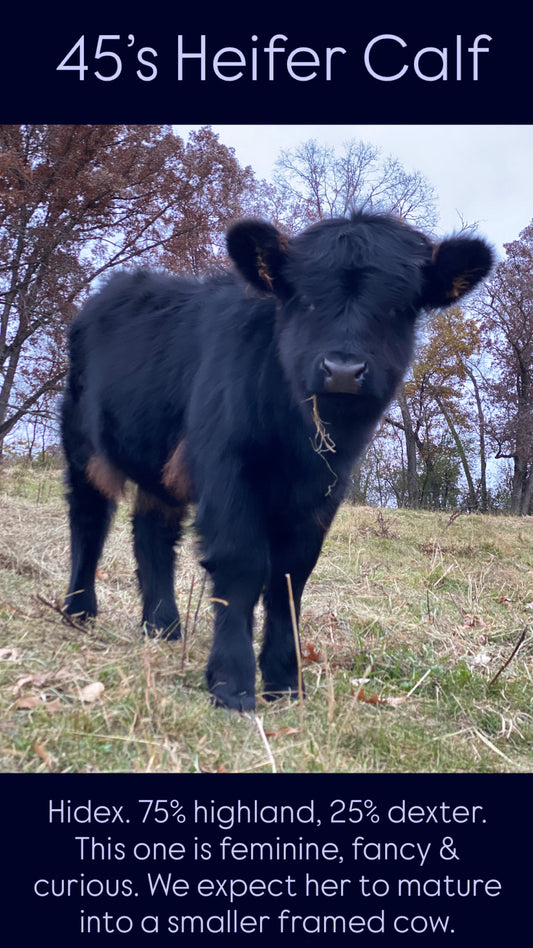 45's Heifer Calf - $3000