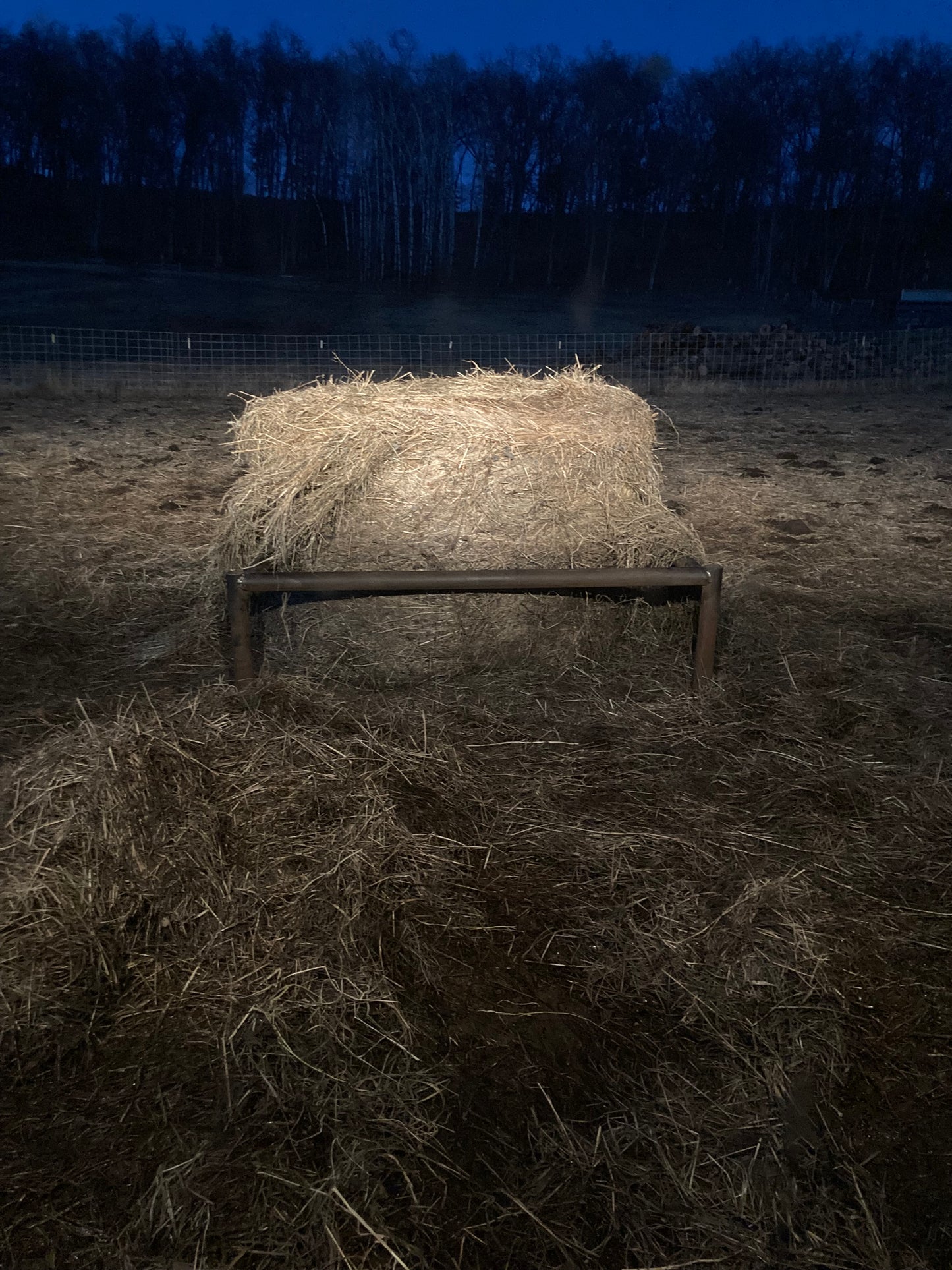 Highland Cattle Feeder
