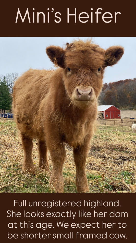Mini's Heifer - (RESERVED)