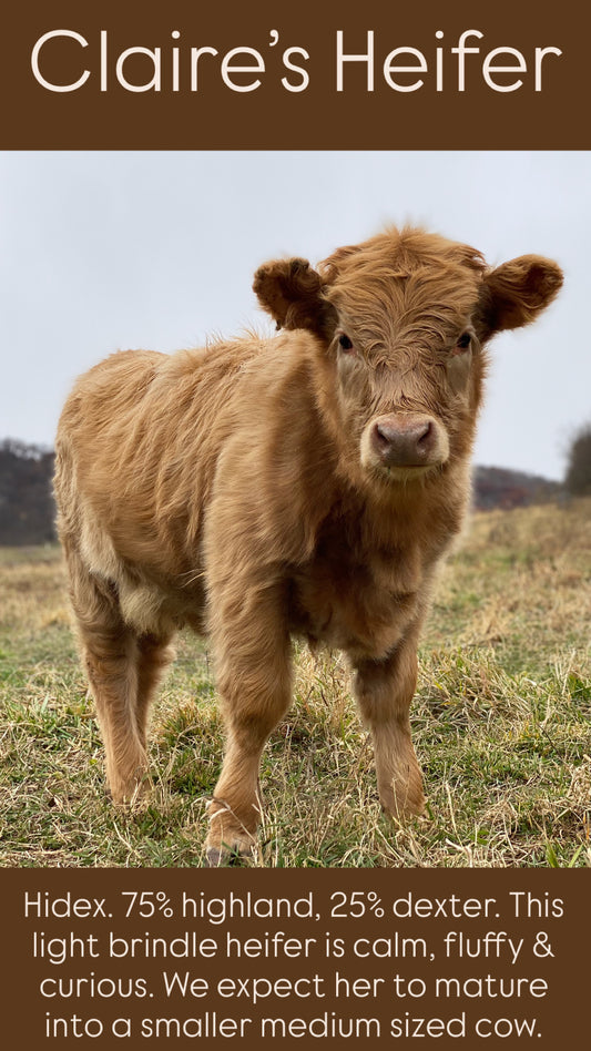 Claire's Heifer - $3000