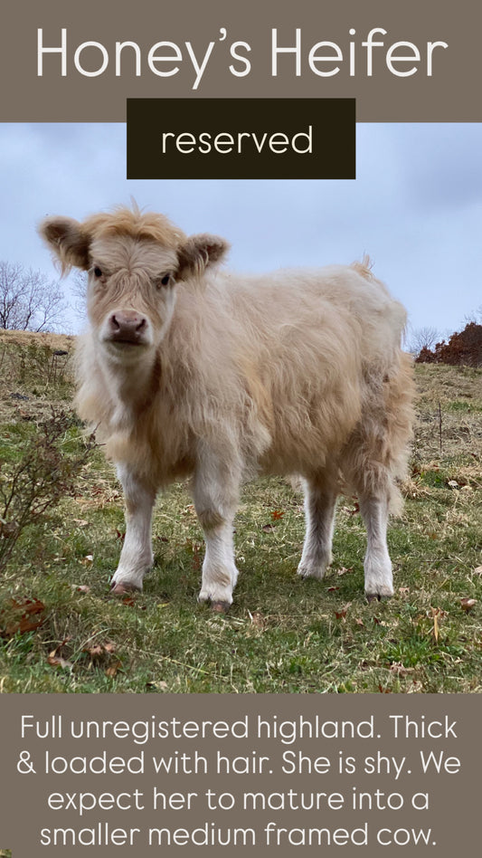 Honey's Heifer - $3500 (RESERVED)