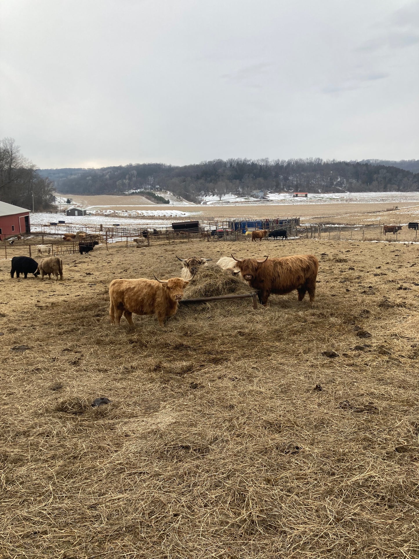 Highland Cattle Feeder