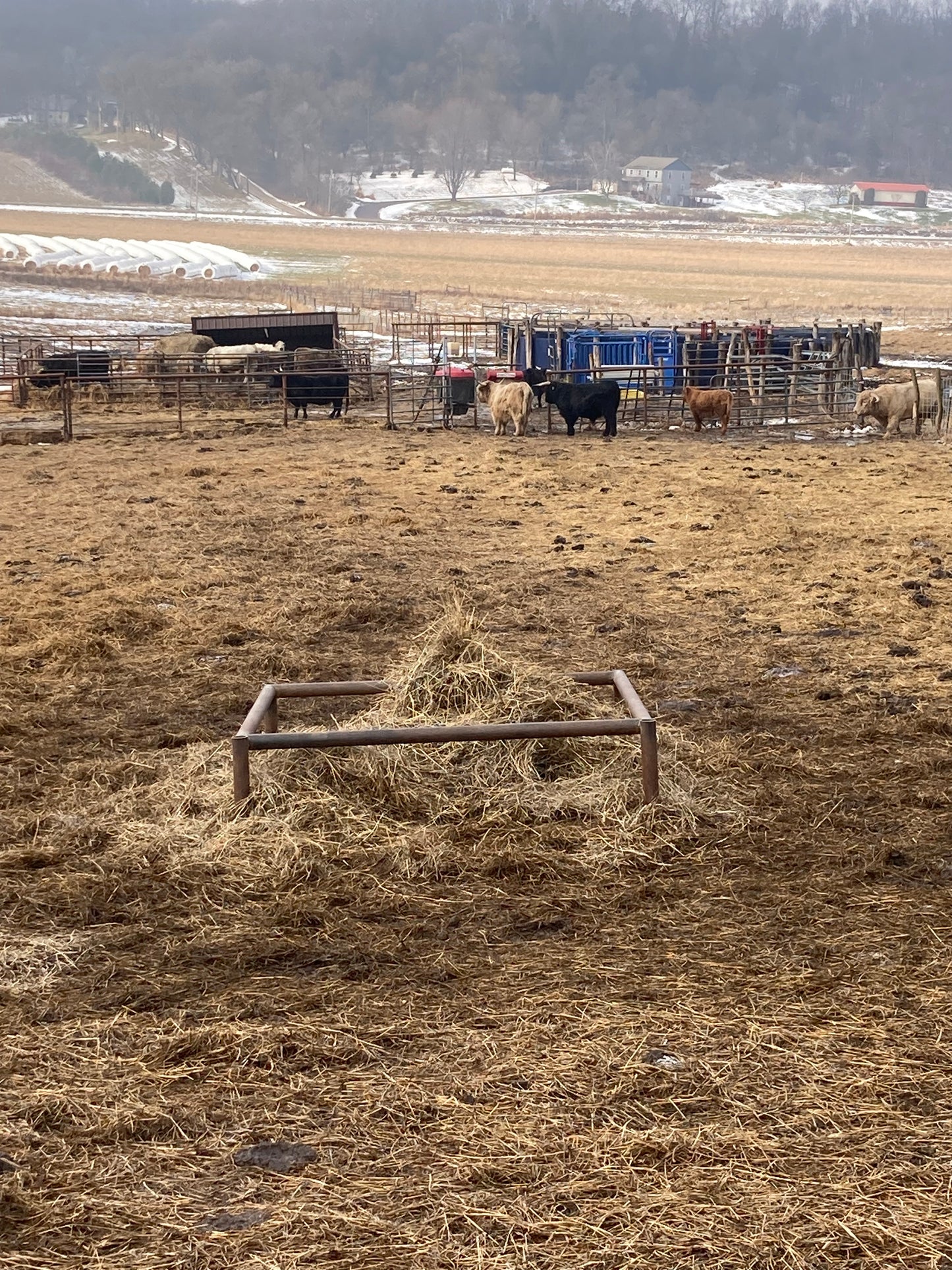 Highland Cattle Feeder