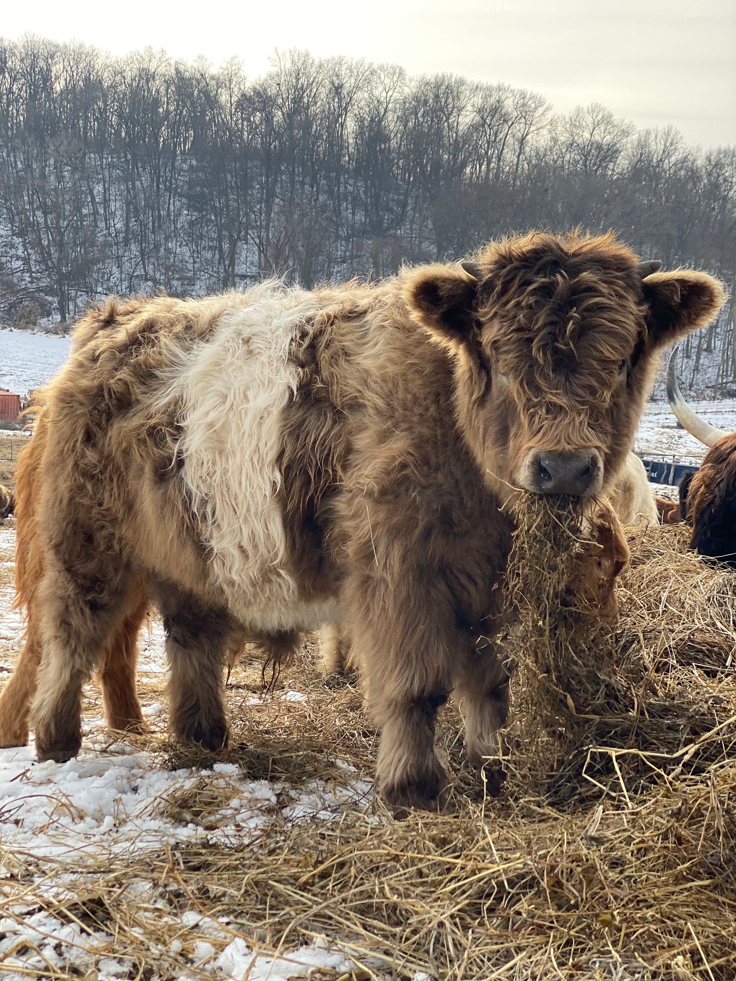 Unregistered Bull Calves