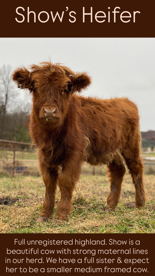 Show's Heifer - (RESERVED)