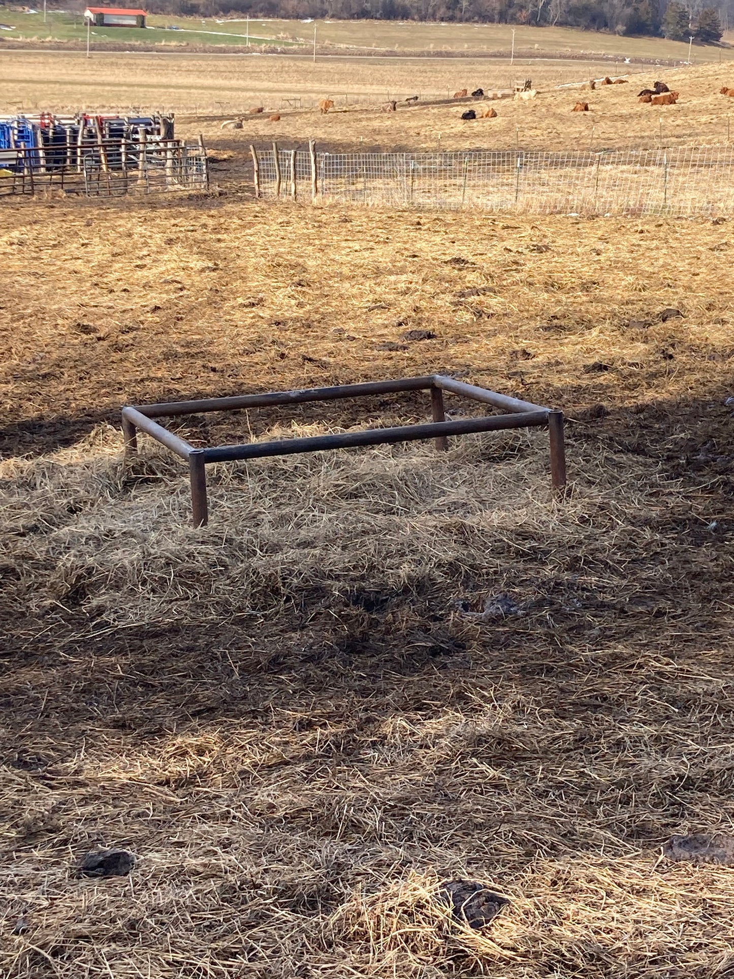 Highland Cattle Feeder