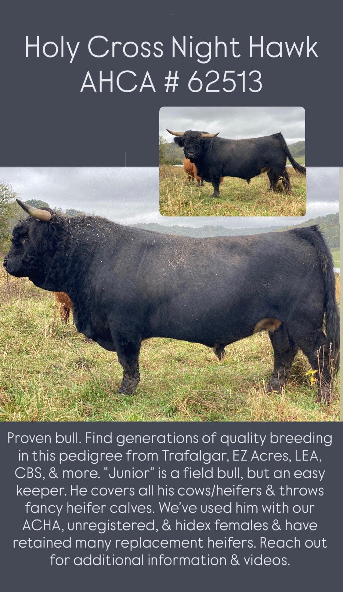 Holy Cross Night Hawk (D) - $6000