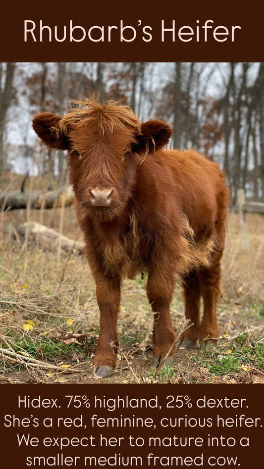 Rhubarb's Heifer - $3000