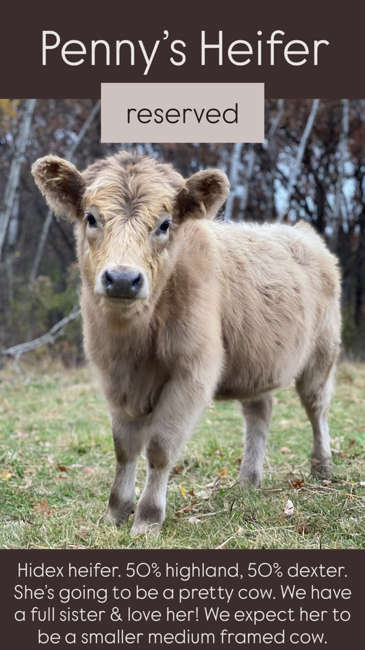 Penny's Heifer - (RESERVED)