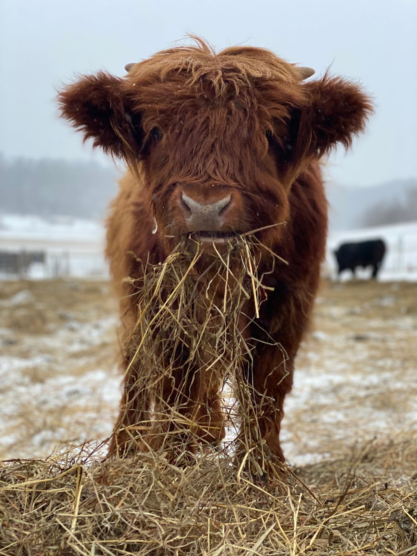 Unregistered Bull Calves