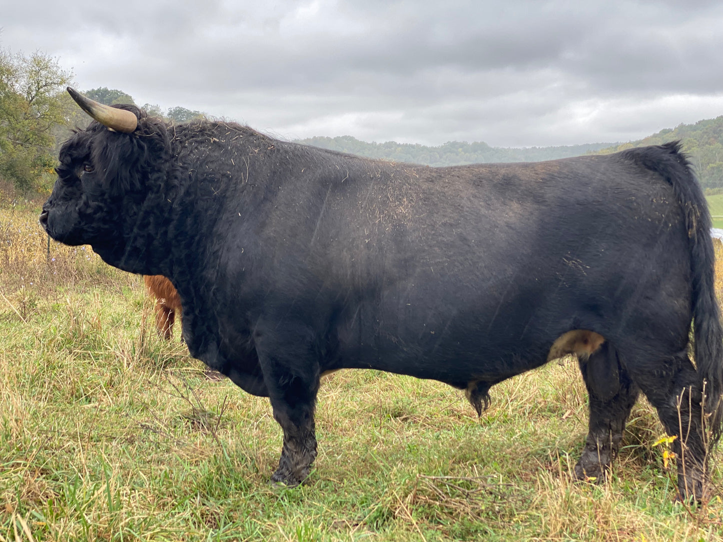 Holy Cross Night Hawk (D) - $6000