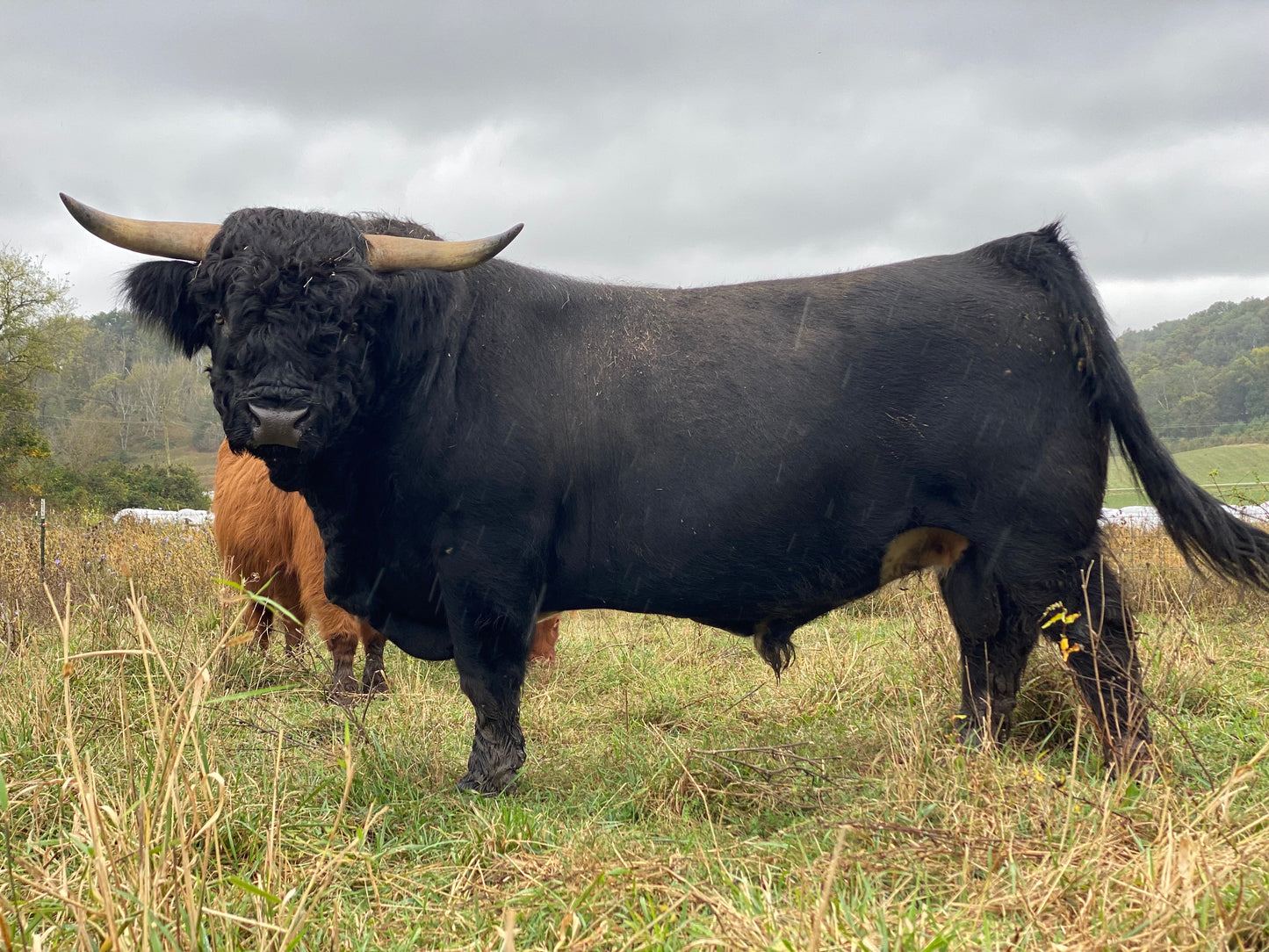 Holy Cross Night Hawk (D) - $6000